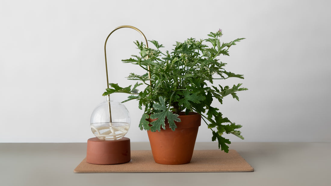 @gretaspelargoner: Greta Ljung uses plant straws with pelargoniums!