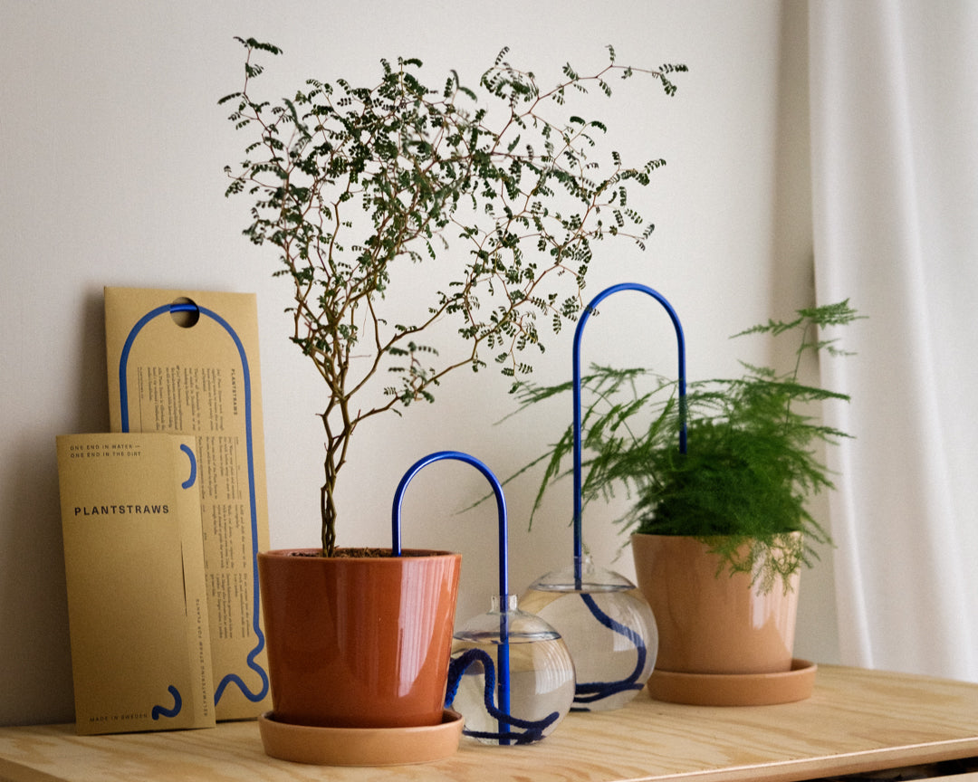 Thirsty Plants 101: How to Keep Them Happy and Hydrated