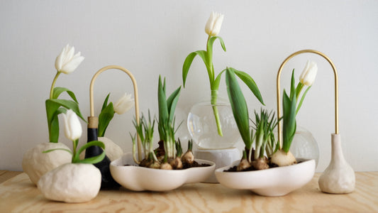 Grow Spring Flowers Indoors