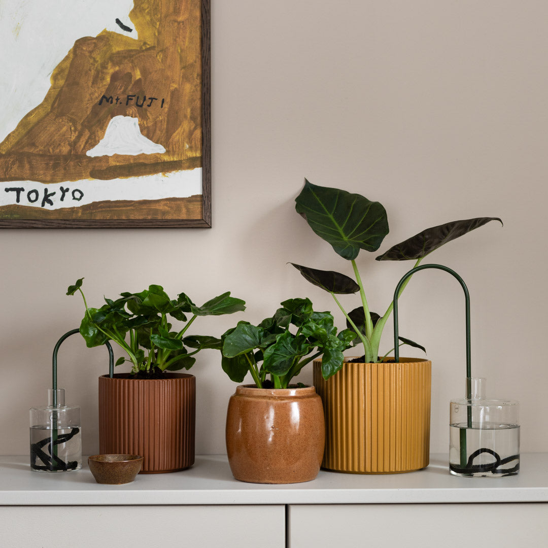 Plant Straws Small