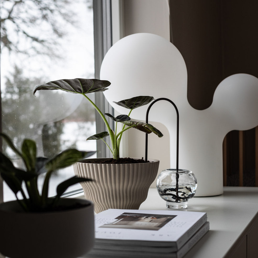 Plant Straws Medium