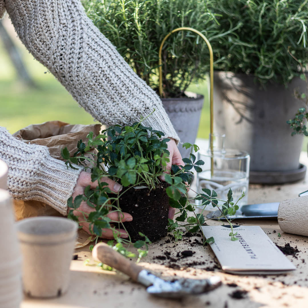 Plant Straws Small
