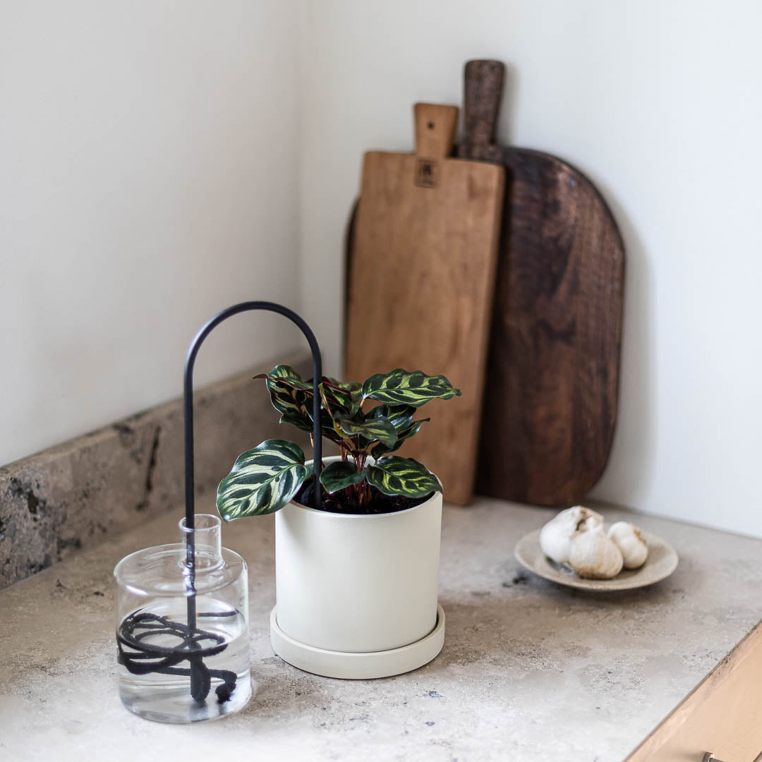 Plant Straws Medium