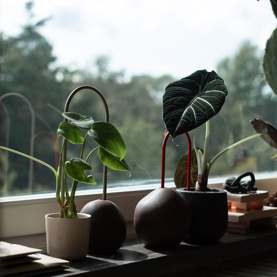 Plant Straws Small