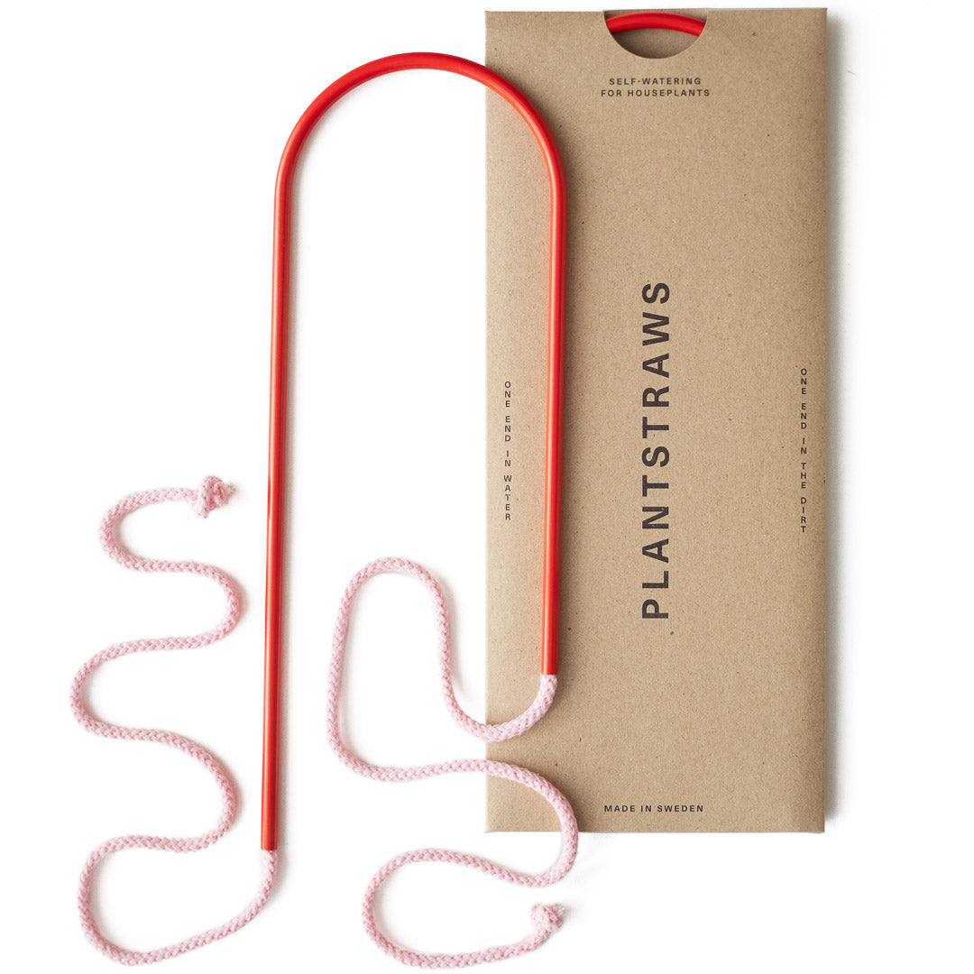 Plant Straws Medium
