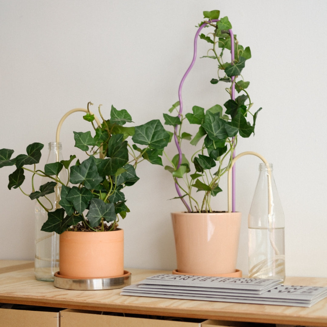 Plant Straw Beige