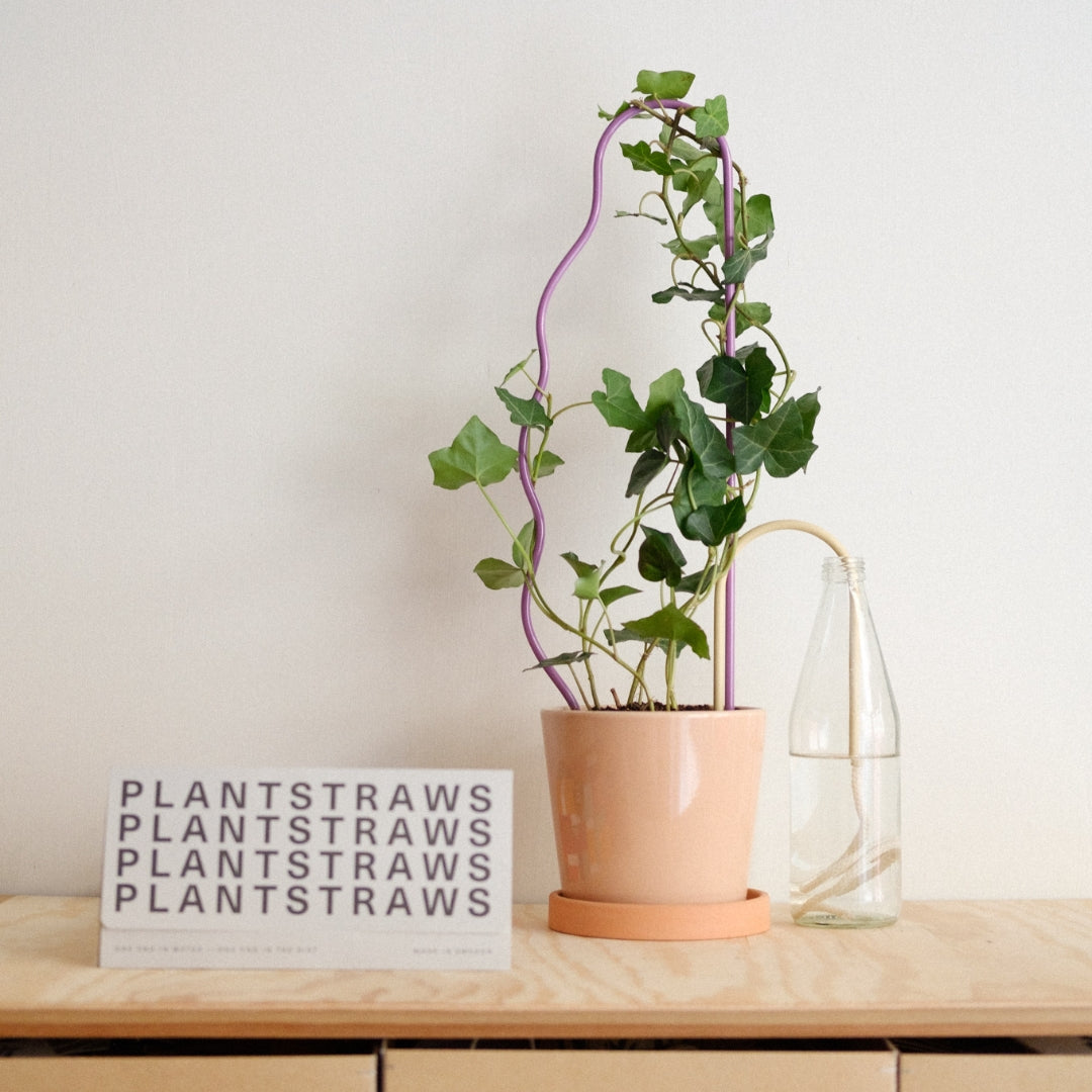 Plant Straw Beige