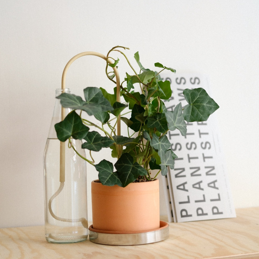 Plant Straw Beige
