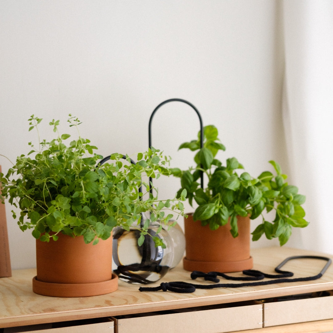 Plant Straw Black