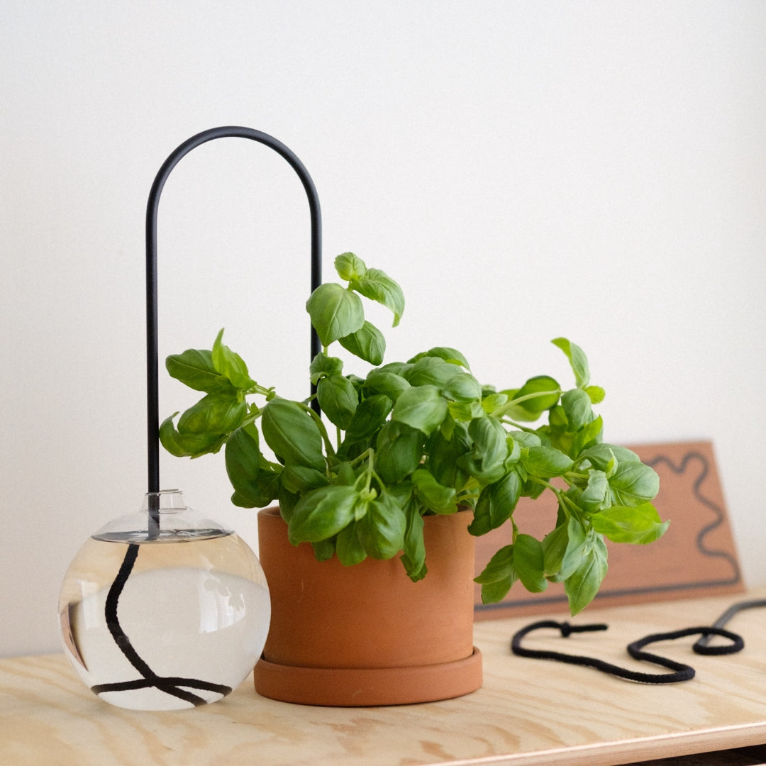 Plant Straw Black