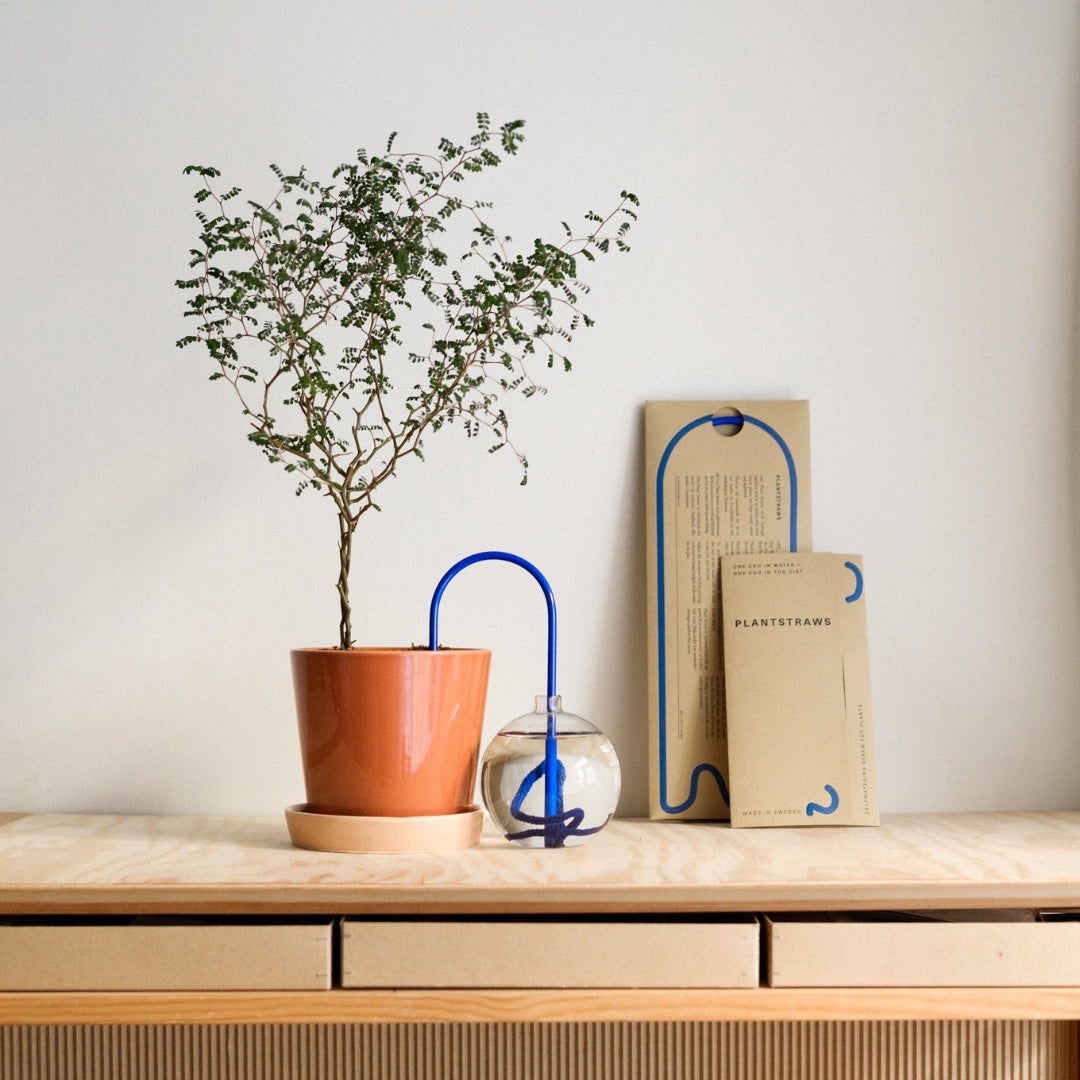 Plant Straw Blue
