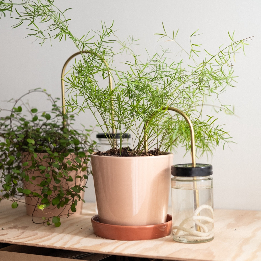 Plant Straw Brass