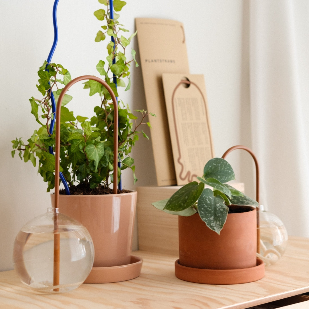 Plant Straw Brown