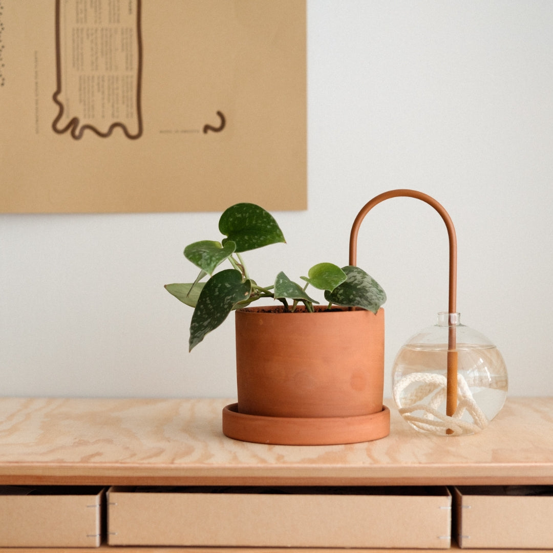 Plant Straw Brown