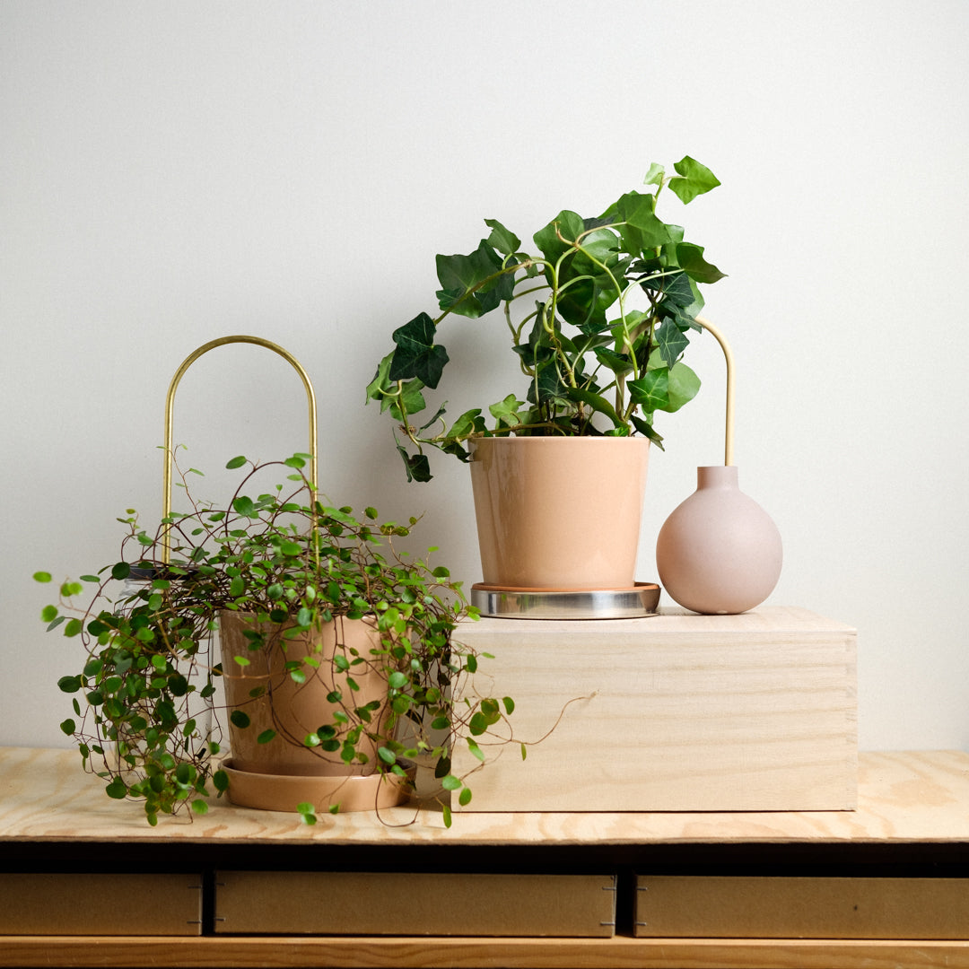 Plant Straws Mixed Colors Set
