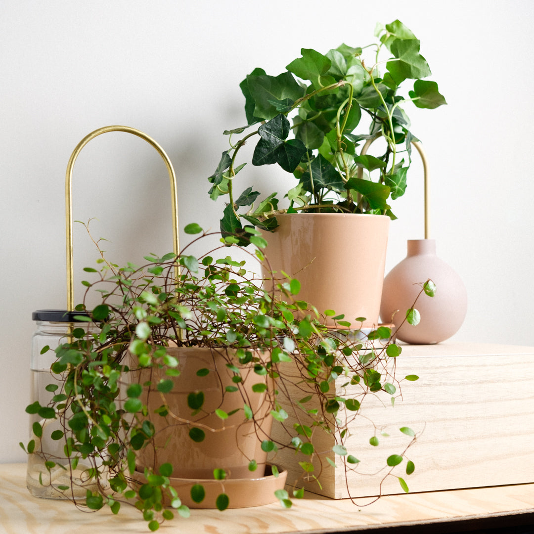 Plant Straws Mixed Colors Set