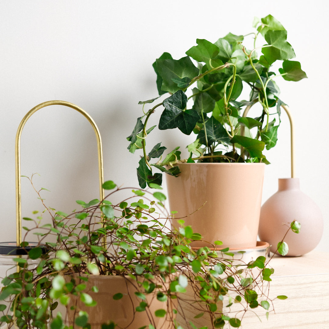 Plant Straws Mixed Colors Set