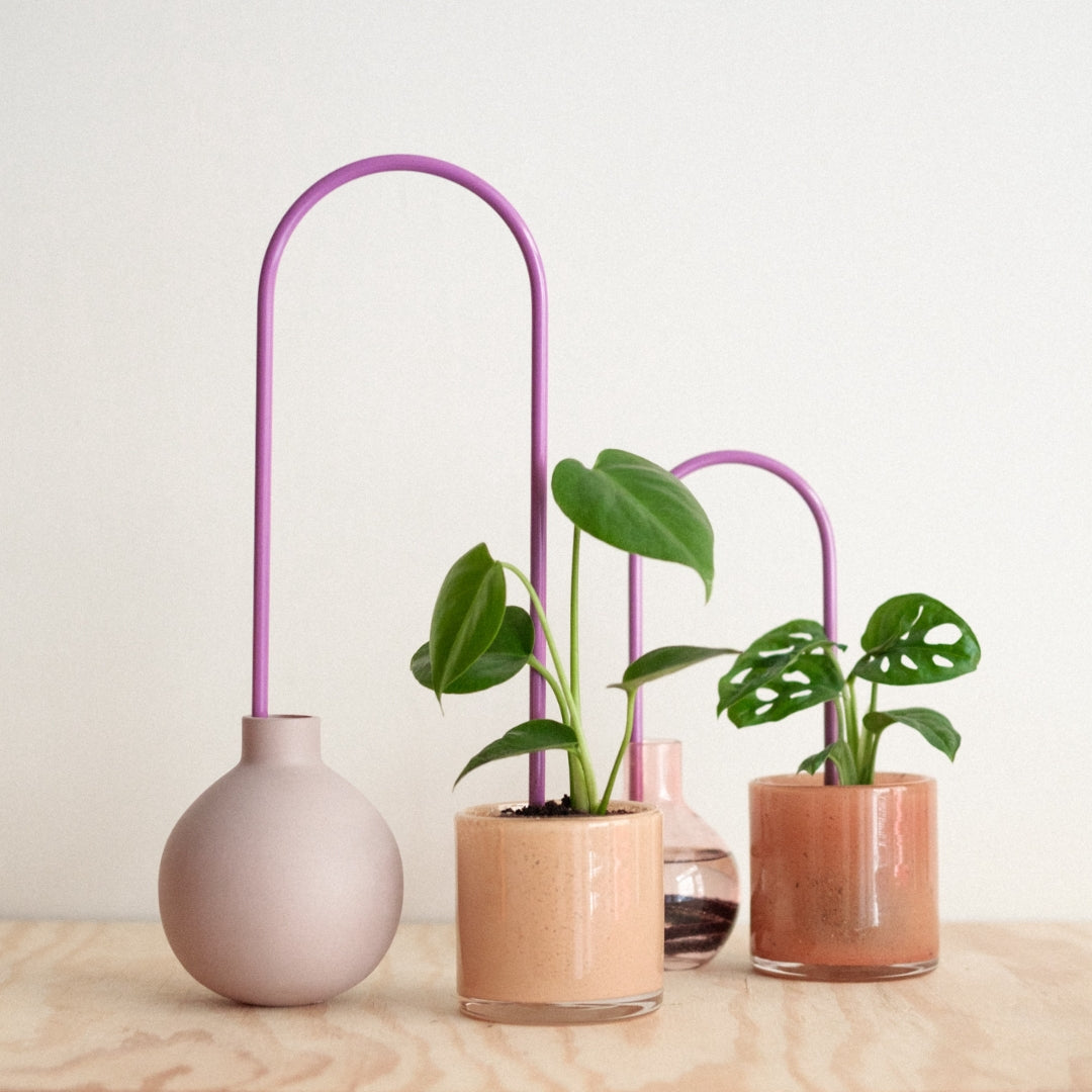 Plant Straw Purple