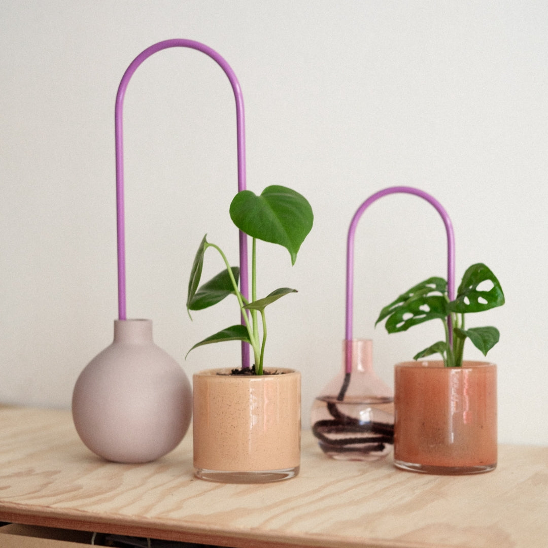 Plant Straw Purple