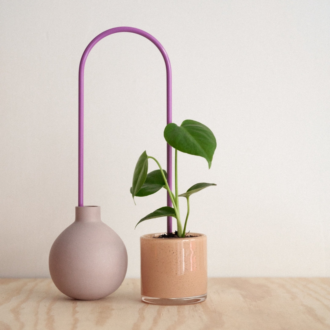 Plant Straw Purple