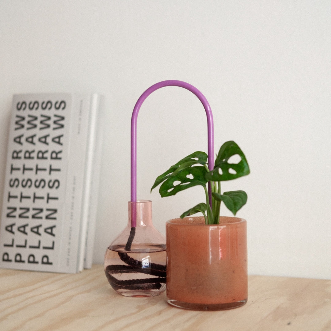 Plant Straw Purple