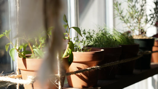 Ultimate Guide to Repotting Indoor Plants: Tips, Hacks, and Tricks!