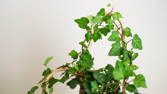 How Much Water Does an English Ivy Houseplant Need?