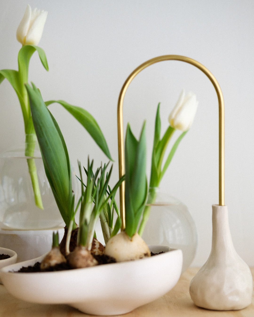 https://plantstraws.co/cdn/shop/files/plantstraws-tulip-bulbs-in-bowls-4-5-4.jpg?v=1675007641&width=1500