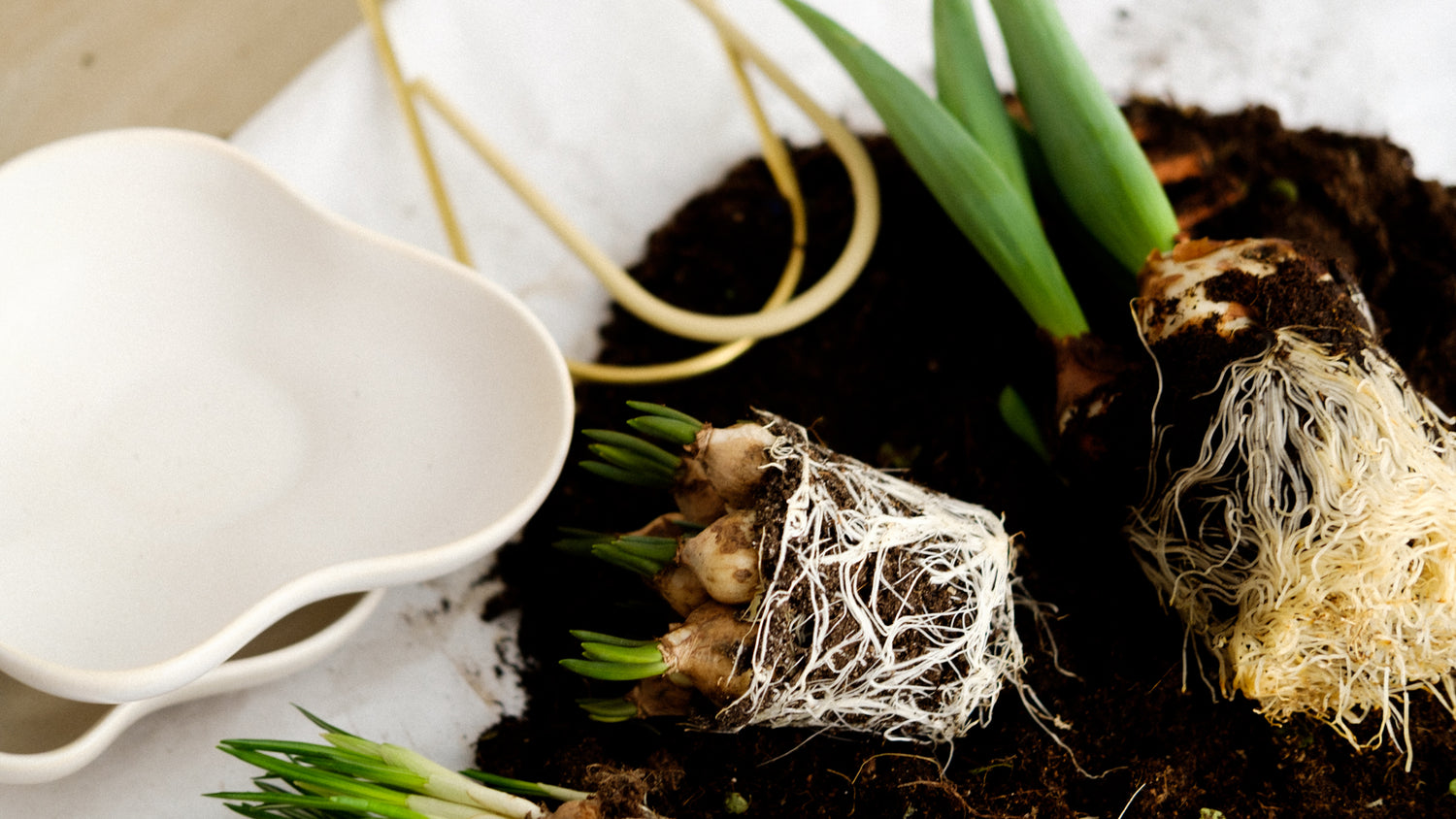 Plantstraws — Green Rooms Market