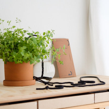 Plant Straw Black